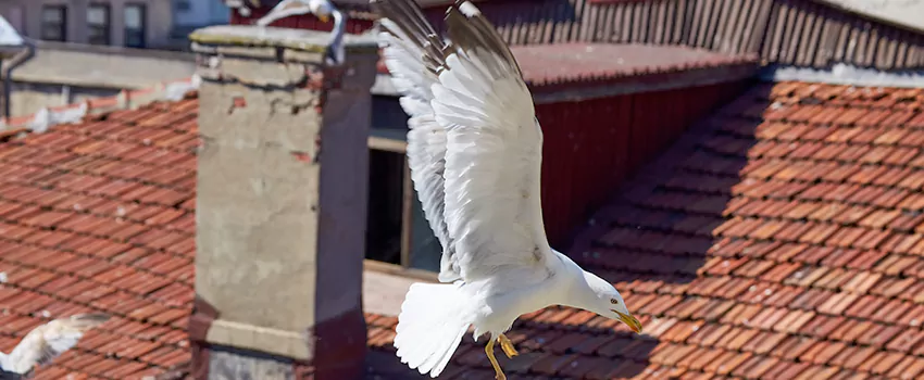 Residential Chimney Animal Removal Solution in Sioux Falls, SD